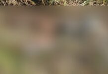 Siguiri : découverte d’un corps en décomposition avancée à Moyafra 1