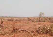 Destruction de l’environnement : les autorités ont-elles sacrifié les paysans ?