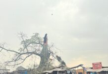 Le baobab du grand marché de Kissidougou s’effondre: un mort et d’importants dégâts matériels