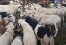 Augmentation des prix des moutons à l’approche de la Tabaski : une préoccupation pour les musulmans de Kindia