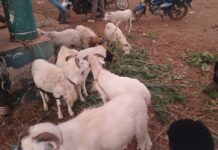 Tabaski à Boké : le mouton vendu au prix d’or !