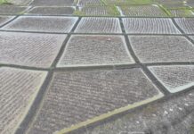 UMS et le consortium SMB-Winning lancent la phase 2 du projet rizicole à Boké