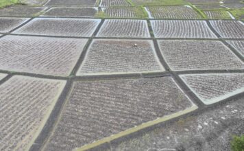 UMS et le consortium SMB-Winning lancent la phase 2 du projet rizicole à Boké