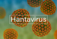 Hantavirus : une flambée inédite sur le navire MV Hondius fait des morts, mais le risque de propagation reste jugé faible