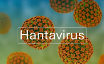 Hantavirus : une flambée inédite sur le navire MV Hondius fait des morts, mais le risque de propagation reste jugé faible