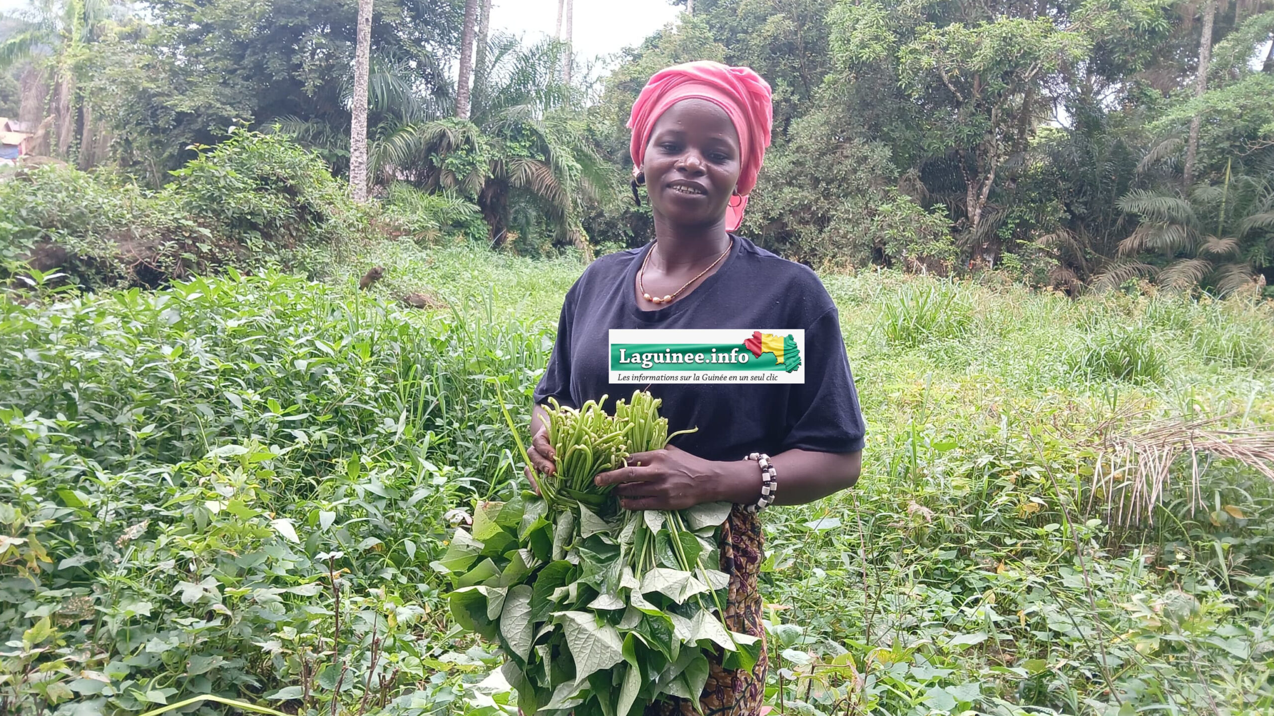 Kouria : Ces femmes qui font vivre leurs familles grâce aux feuilles de patate et à l’oseille